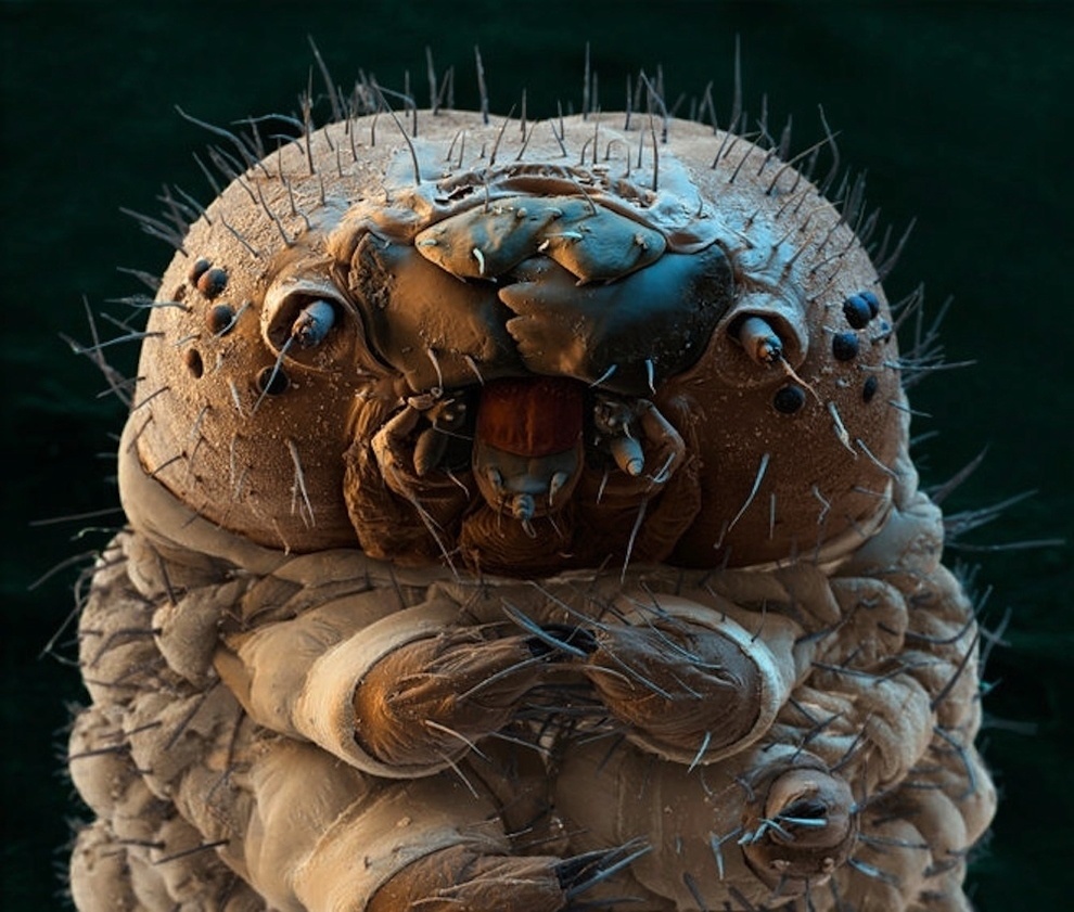 A caterpillar looks much less cute under a microscope.