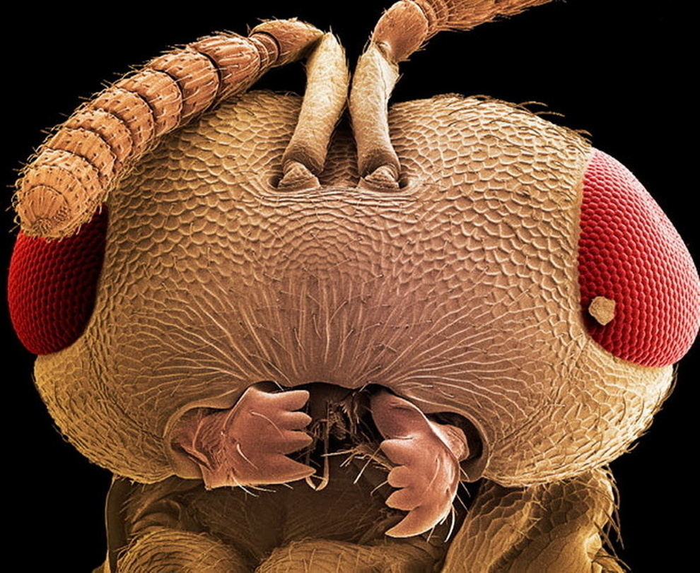 Here's what a wasp's head looks like.