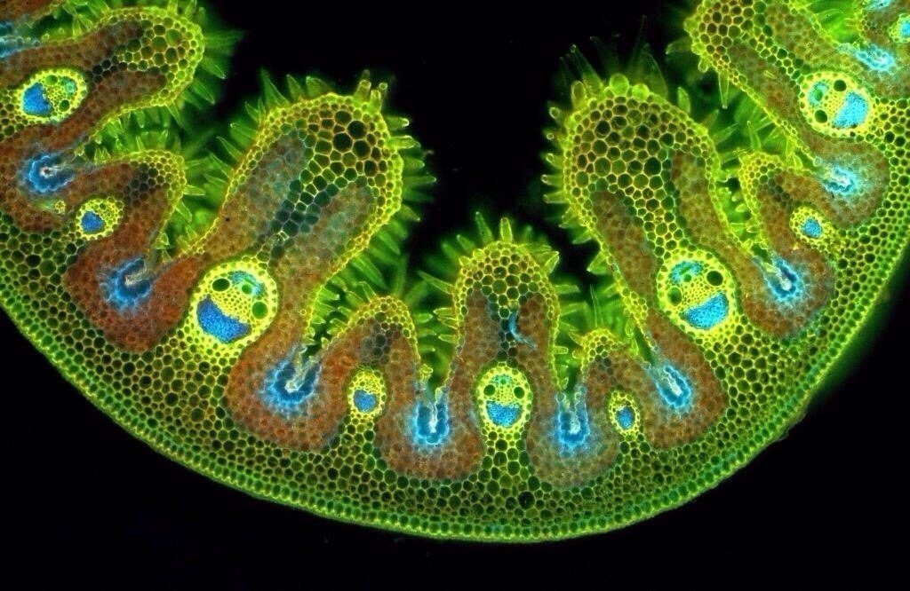Grass looks awesome when it's magnified.