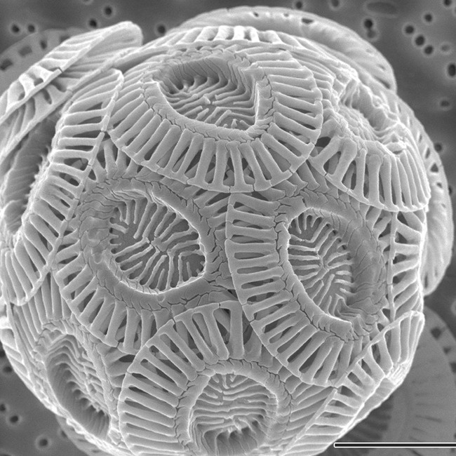 Chalk looks strangely organic underneath a microscope.