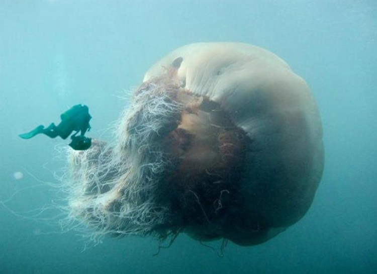 20 Scary Ocean Pictures Showing What's Lurking Below 