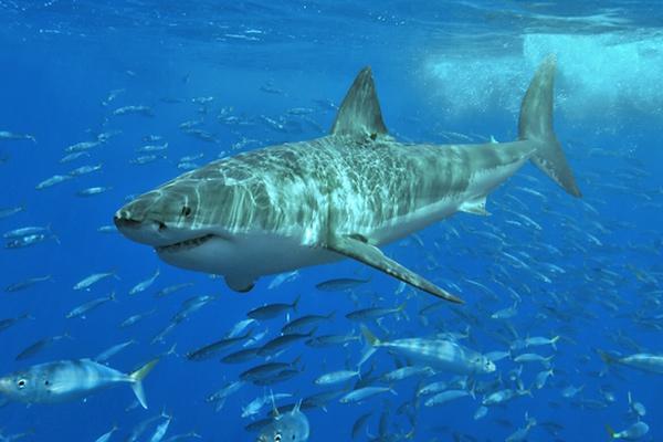 Sharks track their prey with their heartbeats. They can pick up on electrical pulses associated with a heartbeat  via electricity-sensing nodules on their nose.