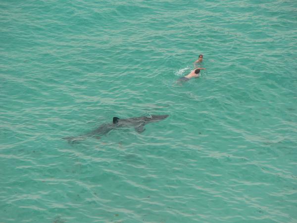 Despite the fact that an almost equal amount of men and women swim in the ocean, men account for nearly 90 percent of shark attack victims.