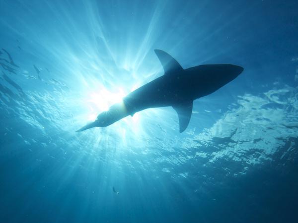 Much like airplanes move through the air, sharks glide through the water. A shark’s tail forces water to flow over its fins much like a propeller creates airflow over the wings of a plane. Their infamous dorsal fins are used for added stability.