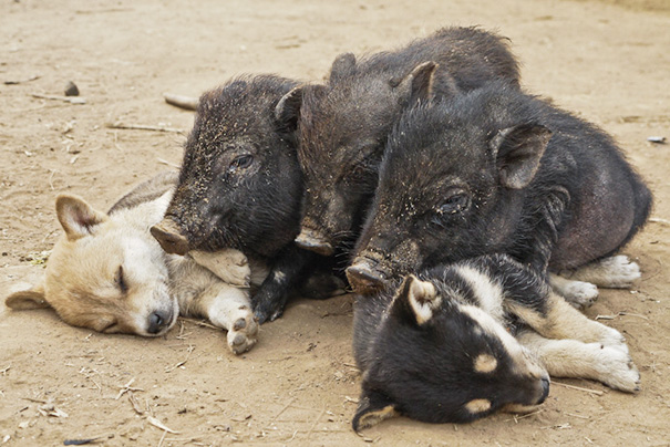 Saw This Young Pigs Cuddling With Puppies In A Remote Hilltribe Village In Laos