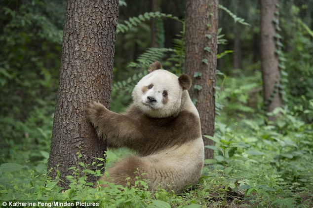 Qi Lai (above) is an extremely rare brown and white panda.There have only been five sightings of the species since 1985