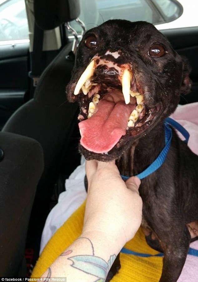 Survivor: Khalessi will undergo multiple surgeries - on her nose, mouth, teeth, and hind legs