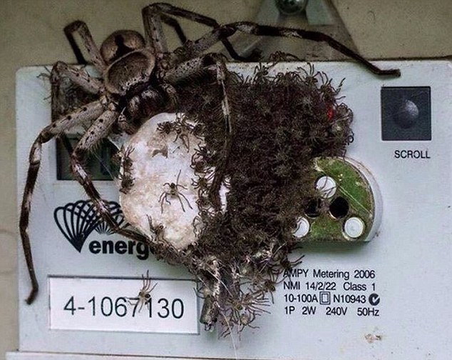 The internet has reacted with horror after a photo went viral of a massive spider and hundreds of baby spiders nestled on a Queensland electricity meter