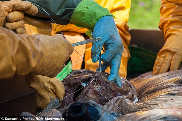 In May last year, researchers managed to see a whale's heart close-up, after a dead blue whale, nicknamed Lollipop, floated to shore in Newfoundland, Canada