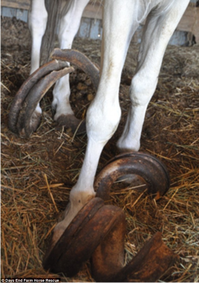 Two horses were sedated so that their hooves could be clipped, while a third horse had to be euthanized 