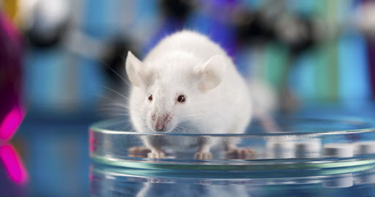 Reverse Aging Is Possible, Scientists Agree After Experiment On Rats 
