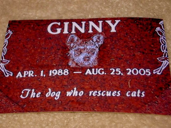 Ginny - The Loving Dog That Rescued Over 900 Stray Cats 2