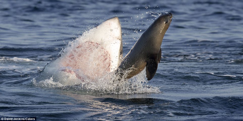 The chase is on: The seal narrowly evades being crushed by the jaws of the shark