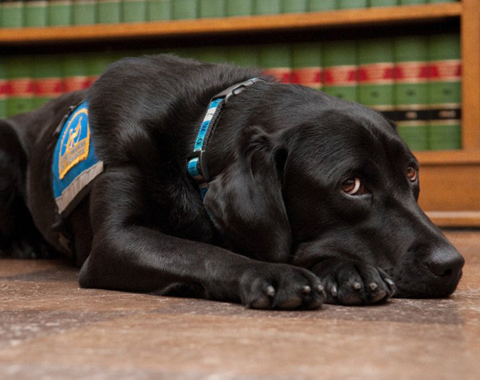courthouse-dogs-calm-witness-victim-ellen-oneill-celeste-walsen-26