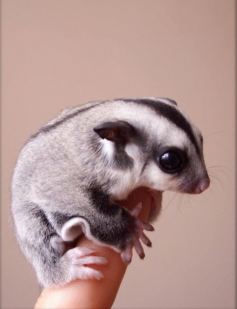 He's not quite to the "glide" part of sugar glider, yet.