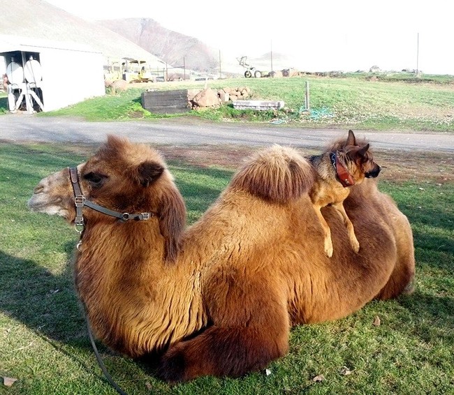 I think we've finally discovered the true use of camel humps.