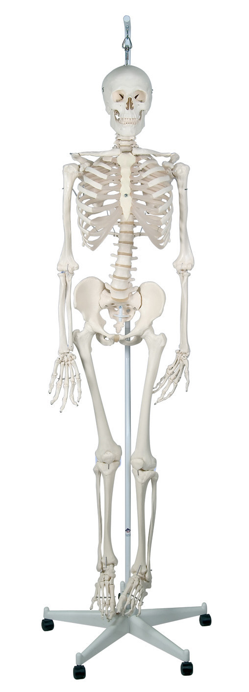 This human skeleton to keep them company at night.