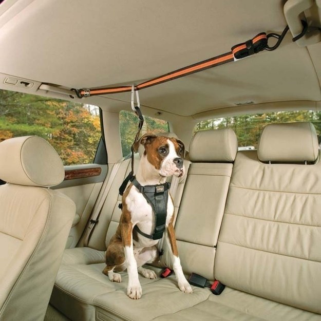 For the dog that’s constantly trying to climb into the front seat: use this zip line harness.