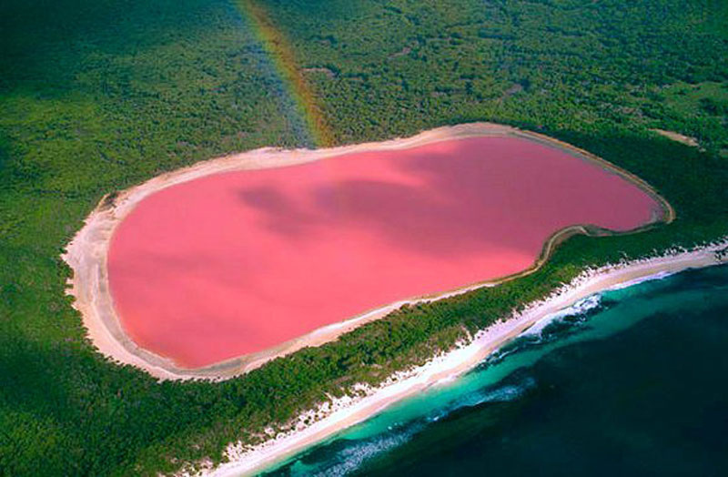  Lake Hillier in Australia is bright pink. The color comes from Dunaliella salina, the only living organism in the lake. 