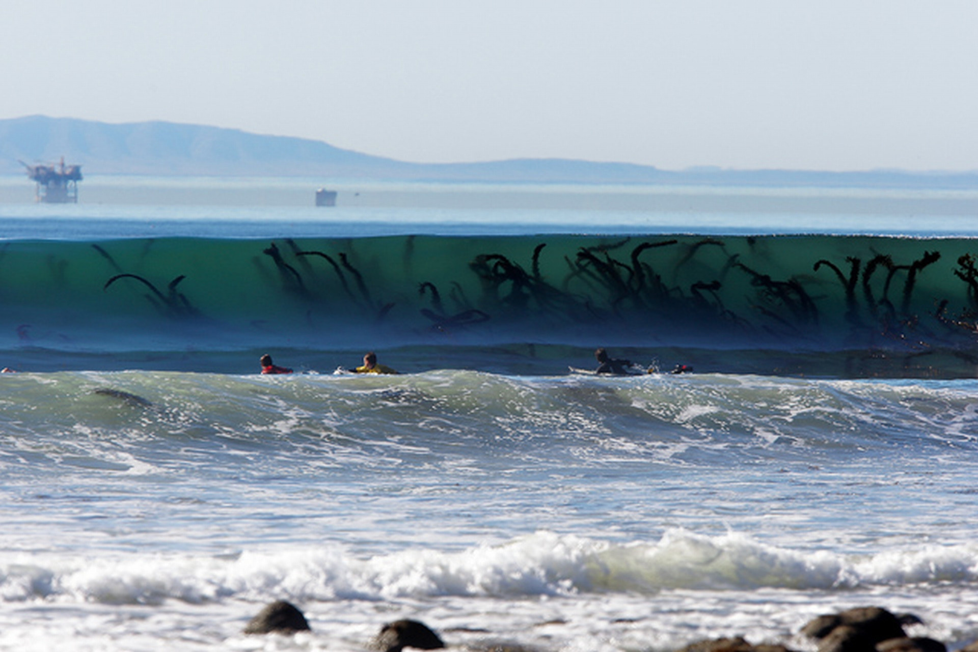 Seaweed appearing as giant monster in the waves.