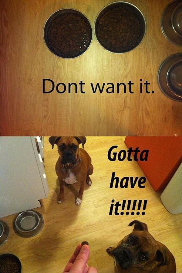 if youve ever owned a dog you will understand this perfectly 640 high 32 If youve ever owned a dog, you can relate to these points perfectly (31 Photos)