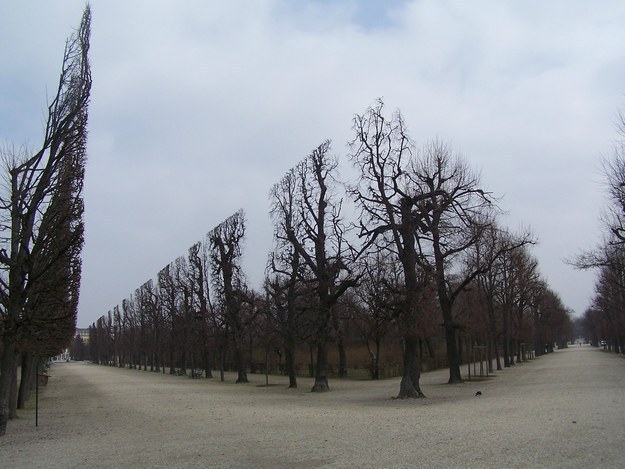 These well-pruned trees.