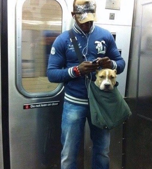 Training his pit bull to ride for free. 