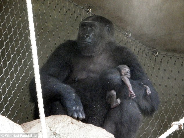 Heartbreaking: Shira the gorilla, living at Frankfurt Zoo, tragically lost her week-old baby 