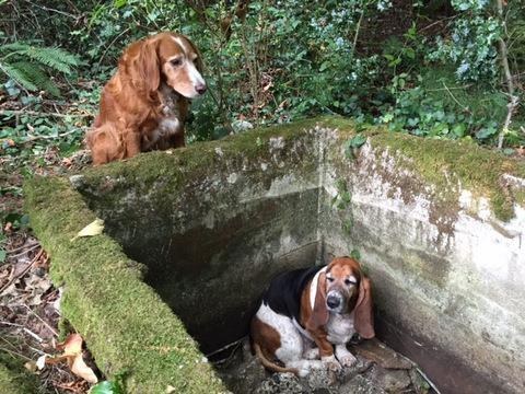 They found Tillie on the edge of a cistern and realized she had been looking over Phoebe, who was physically unable to get out of it for the past week.