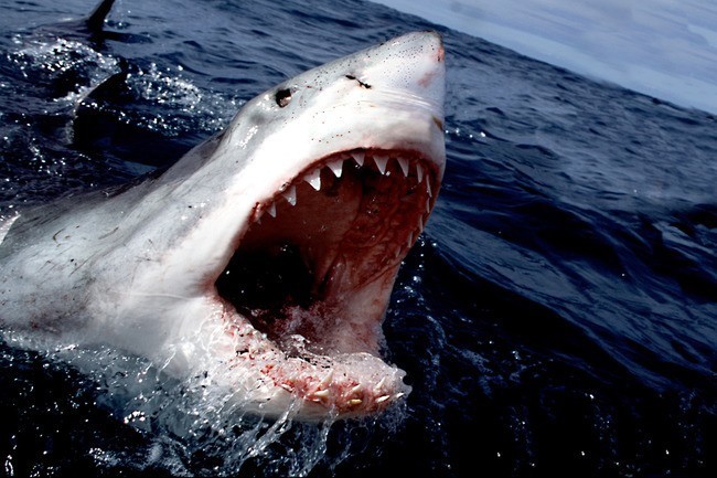The great white shark can grow up to an incredible 21 feet long. Though humans are not their choice of prey, great whites are responsible for the highest tally of reported unprovoked attacks on humans.