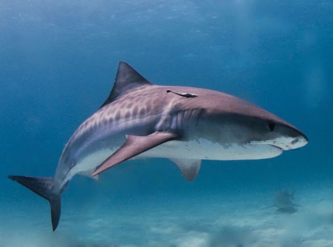 Though most attacks are not fatal, tiger sharks' strategy is to dwell along shallow reefs, harbors, and canals, where they have ample opportunity to encounter unsuspecting humans. The tiger shark falls second to the great white on attacks towards humans.