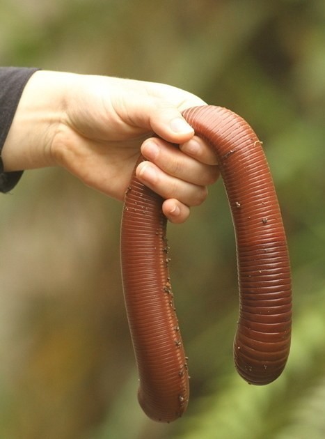 And everything is bigger in Australia. This is not a garden hose, it's an earthworm. An earthworm! Sure, it's not dangerous, but it is giant.