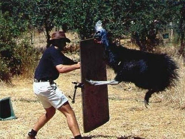 Known to kick humans and other animals if provoked, the dangerous cassowary is a flightless bird that is slightly smaller than an ostrich. Their feet have sharp, dagger-like claws, which cause serious injury that can lead to death.