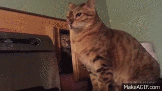 31 Cats Who Just Want To Watch The World Burn