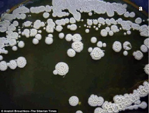 In future, the bacteria (pictured) could improve the health of humans, leading to the discovery of an 'elixir of life', Dr Viktor Chernyavsky said. Another bacteria allegedly has the ability to 'destroy petroleum molecules, turning them into water with the potential one day to create a new system for cleaning up oil spills