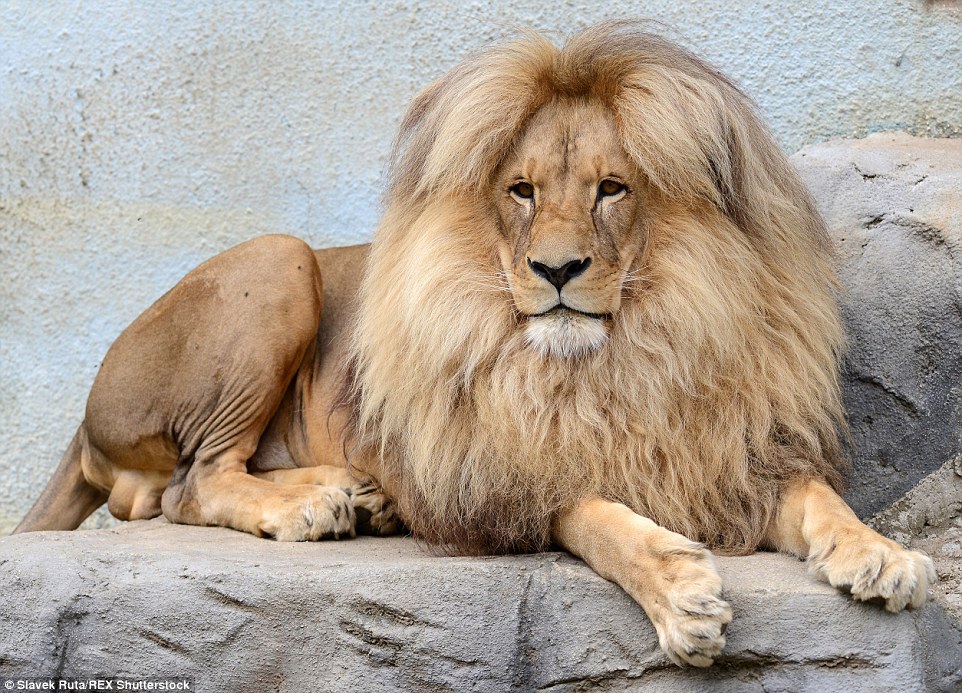 Mane attraction: Leon the congolese lion is the star attraction at Usti nad Labem Zoo in the Czech Republic thanks to his glossy mane