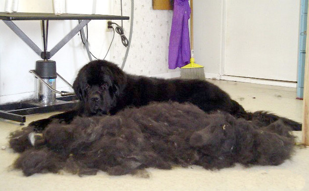 You leave a trail of hair wherever you go.