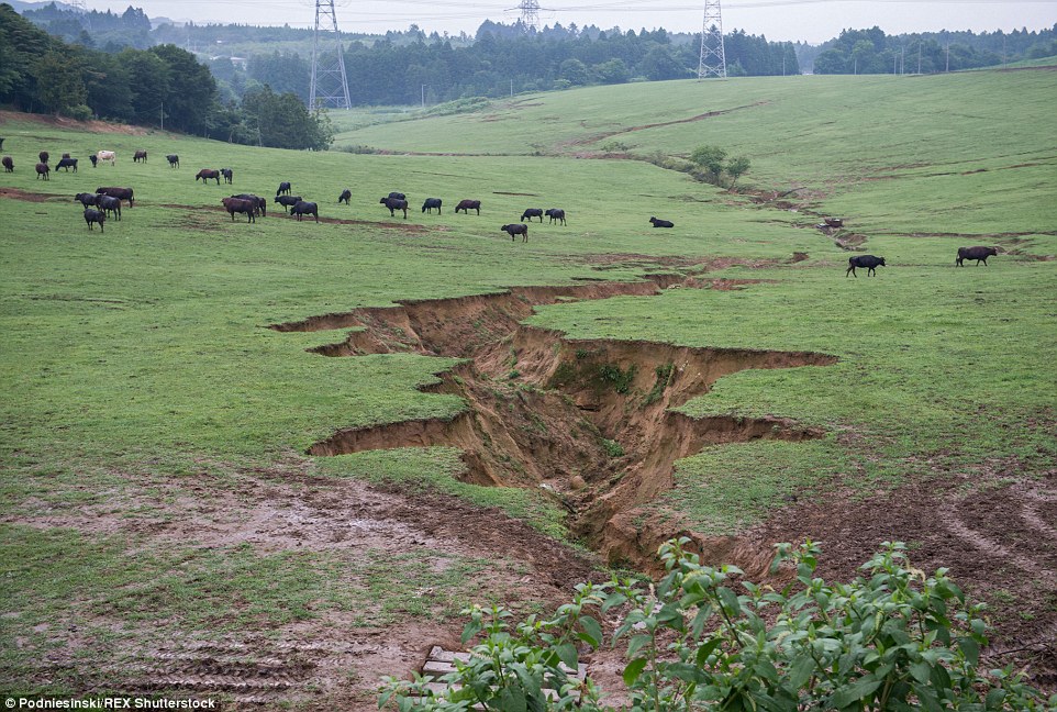 Pictured are cracks in the ground caused by the earthquake, which led to the tsunami that triggered the disaster. The nearby cattle are owned by Masami Yoshizawa, a landowner who returned to his farm after the disaster