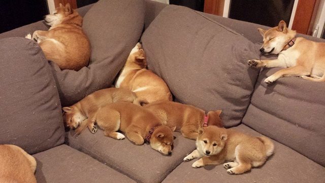 I want to know where I can buy a shiba couch
