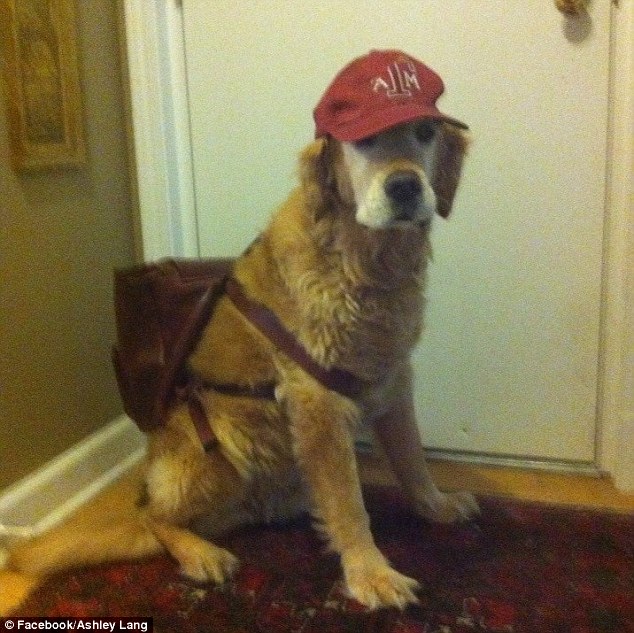 So cute: His doting owner dressed him up in a baseball cap and backpack in this sweet shot