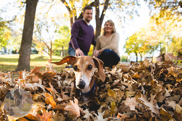 Louie the dachshund likes attention — and leaves.