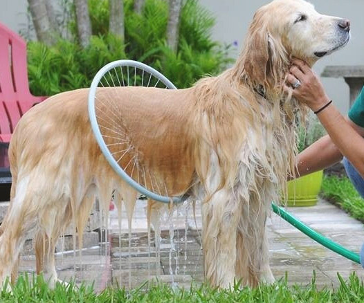 A 360-degree dog washer.