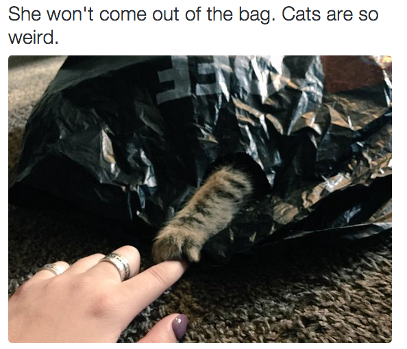 They'll hang out in plastic bags for a solid amount of time.