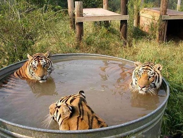 Ghetto spa day for the tigers.