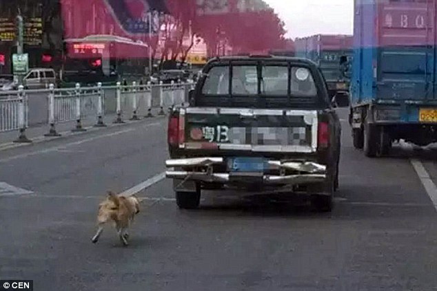 Cruel: At first, the dog was able to keep up with the pickup truck as it drove along the road in Dongguang, China