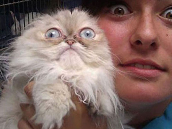 funny scared animals vet surprised These pets are not excited for the Vet (25 Photos)