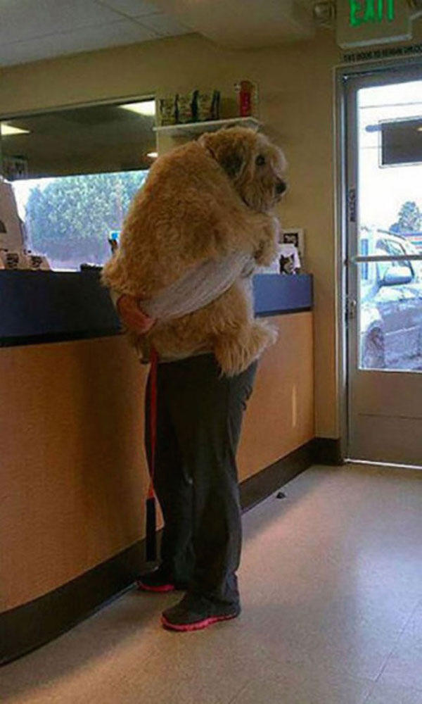 funny-carrying-giant-dog-vet