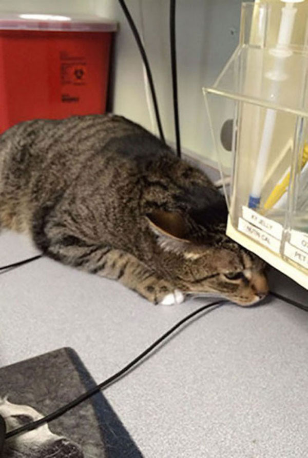 funny-cat-trying-hide-vet