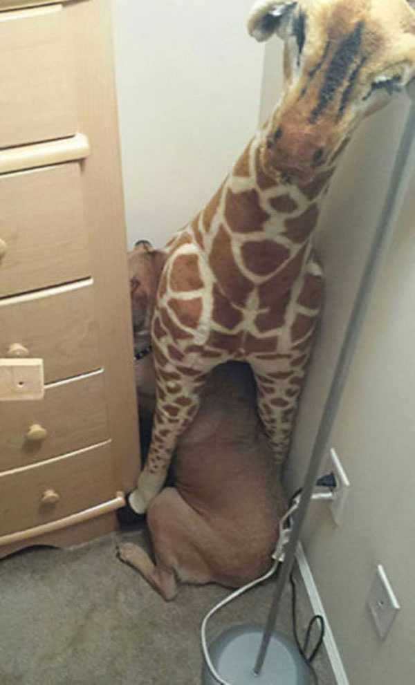 funny dog hiding under stuffed toy These pets are not excited for the Vet (25 Photos)