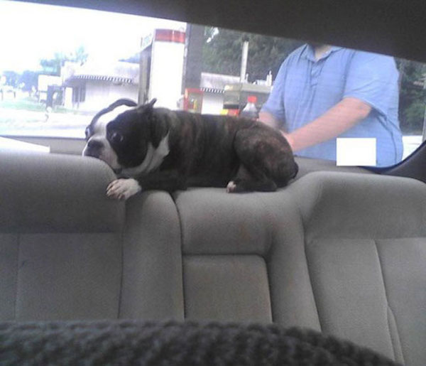 funny scared animals car window These pets are not excited for the Vet (25 Photos)